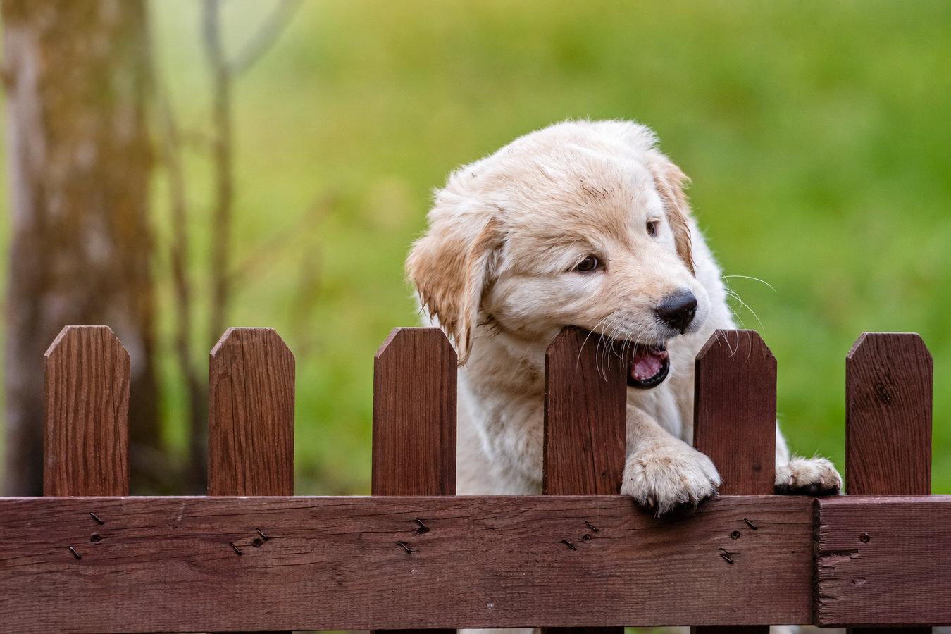 Pet and dog fencing